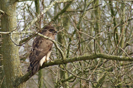 Buizerd.